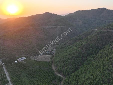 Ortaca Çaylı’da 150 M² İnşaat Hakkı Olan Müstakil 5.000 M² Limon Bahçesi Satılık Veya Takas