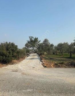 Muhteşem Konumda Köy Civarı Zeytinlik