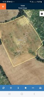 Şarköy Mursalli Mah. 4750m2 3 Yıllık Zeytinlik Yolu Var 2150000