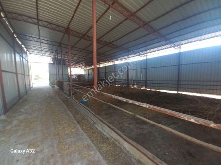 Işıkhan Emlaktan Havran Büyükderede Satılık Çiflik