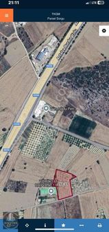 Bucak Gündoğdu 5.555 M2 Armut Bahçesi