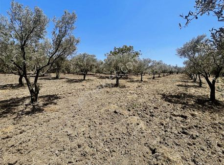 Bakır Mah. Resmi Yolu Olan Bakımlı Satılık Zeytinlik