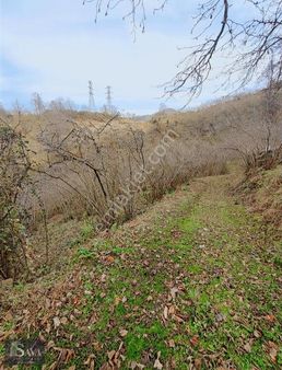 Sava Gayrimenkul Ucarlı Mahallesi Satılık Fındık Bahçesi