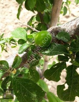 Umut Emlak Tan Satılık 4.200 Yaylada Erik Bahçesi