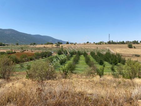 Miraç Uğur Emlaktan Bermendere Mahallesinde 13.600 M2 Tarla