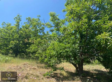 Küçük Menderes'ten Kiraz Çatak Mah. Satılık Verimli Kestanelik