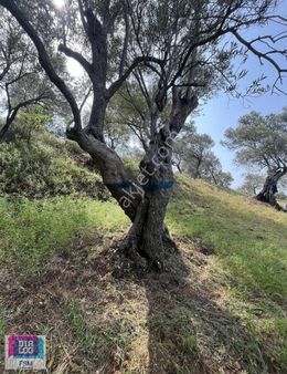 Denize 7 Km Mesafede !! Balıkesir Gömeç'te Yola Cephe Zeytinlik