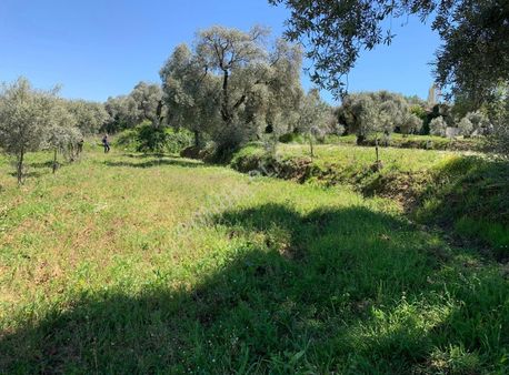 Yatağan Turgut'ta Önder Emlak'tan Satılık 6223 M2 Zeytinli Tarla