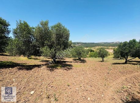 Cb Fark'tan Ayvalık Mutlu Mahallesinde Satılık Zeytinlik