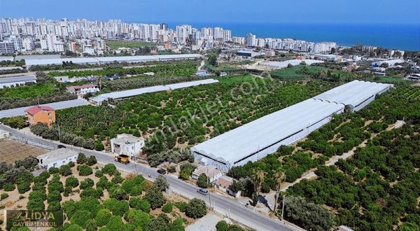 5,880 M2 Muz Ve Avokado Serası Ve 1 Müstakil Ev Müstakil Tapu