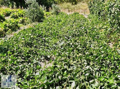 Osmancalı Da 1.100 M2 Zeytinli Bahçe , Köye 180 Mt , Suyu Var