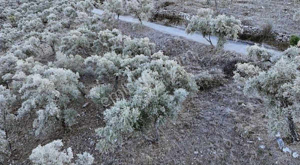Milas Kemikler Köyünde Satılık Zeytinlik.