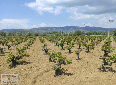 Selçuk Gökçealan Burgazda 4200m2 Satılık Tarım Arazisi