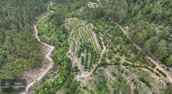 İnfo Gayrimenkul Gündoğmuş Satılık Tarla 16,870 M2 Doğa İçinde