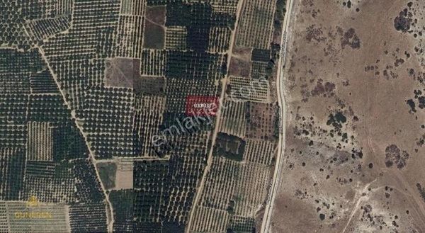 Günerenden Isparta Afşar Mevkiin'de Satılık Erik Bahçesi!!!