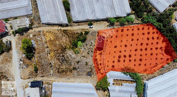 Alanya İmamlı Köyü Satılık Bungalov Ve Meyve Ağaçlı Tarla