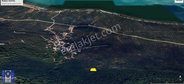 Orhangazi Paşapınar Mh.de İznik Gölü Manzaralı Zeytinlik