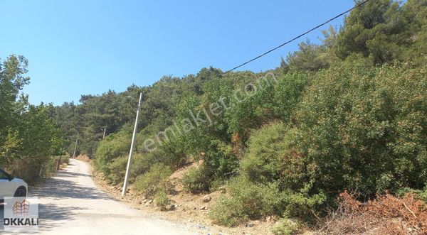 Okkalı Emlak Tan Menemen Kır Mah. De Satılık Zeytinlik