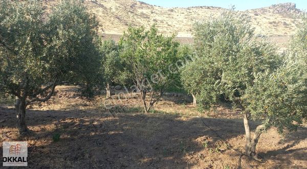 Okkalı Emlak Tan Menemen Göktepe De Satılık Zeytinlik