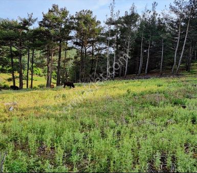Yatağan Deştin Satılık Yola Cepheli Tarla