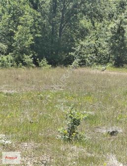 Samsun Kavak Ağcakise Mahallesi Satılık Tarla