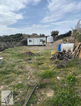 Seferihisar Ulamış Köyü Satılık 1.700m2 Zeytinlik Ve Konteyner