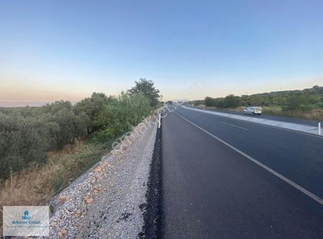Atbiner Emlaktan Aşağıçobanisa Mah.7119m2 Asfalta Sıfır Zeytinlk