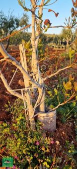 Kocatepe (tılfar)'da 7.236 M2 Otobana Sıfır Satılık Zeytinlik.