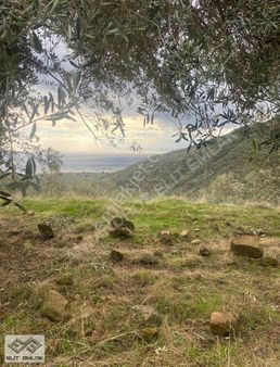 Çanakkale Nusratlı'da Satılık Fırsatt Zeytinlik