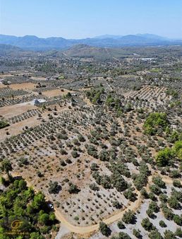 Köyceğiz Zeytinalanın'da Göl Manzaralı 5.800 M2 Zeytinlik