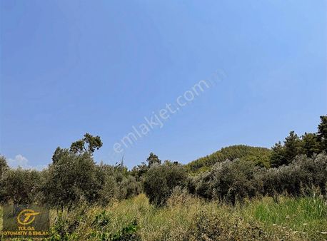 Köyceğiz Zeytinalanın'da Satılık 500 M2 Tarla