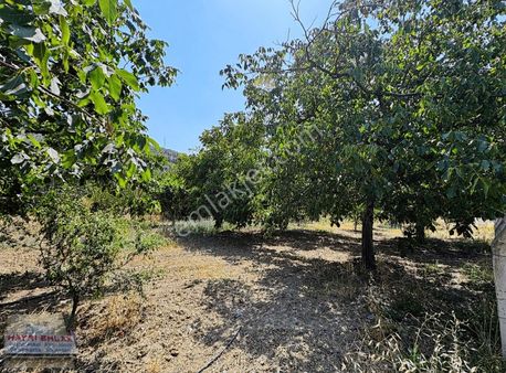 Gemlik Küçük Kumla Asfalt Cepheli Satılık Bahçe