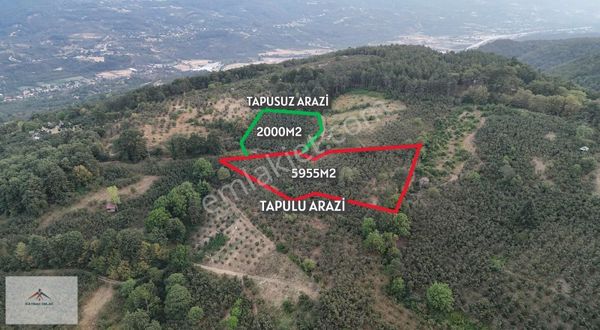 Kaymak Emlaktan Satılık Bakımlı Fındık Bahcesi