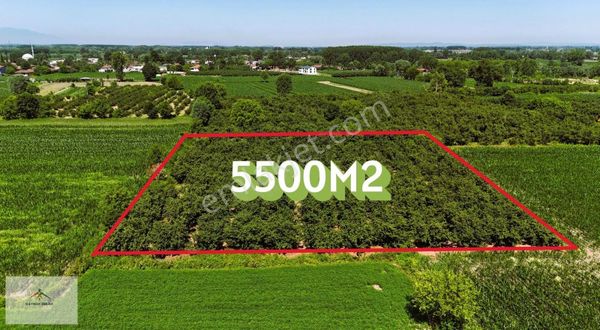 Bakımlı Köy Merkezine Yakın Düz Arazi De Satılık Fındık Bahçesi