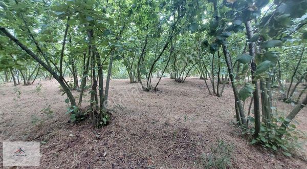 %40 İmarlı Manzaralı Satılık Arsa