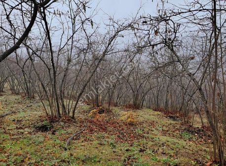 Nur Emlaktan Taşburuda Satılık Arsa 8030 M2 İmarlı Manzaralı Ace
