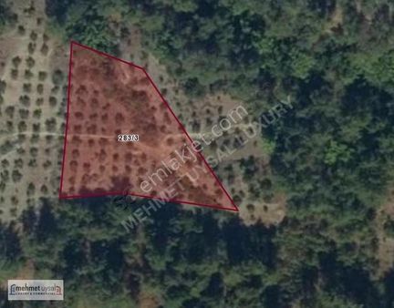 Muğla Menteşe Denizova'da 3352 M2 Satılık Zeytinlik
