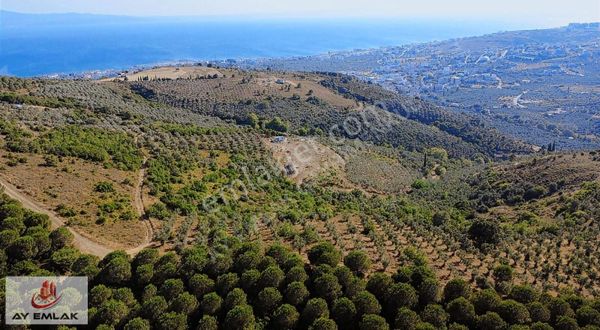 Armutlu'da Satılık 20,5 Dönüm Deniz Manzaralı Zeytinlik