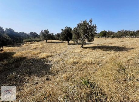 Ayvalık Su Gayrimenkul'den Türközü Mh. Satılık Tarla