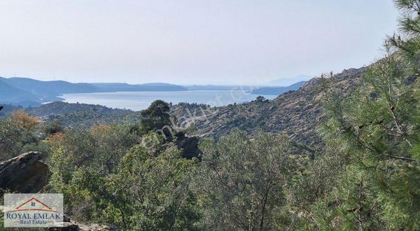 Bafa Gölü Manzaralı Kadastral Yol 2 Parsel Satılık Zeytinlik