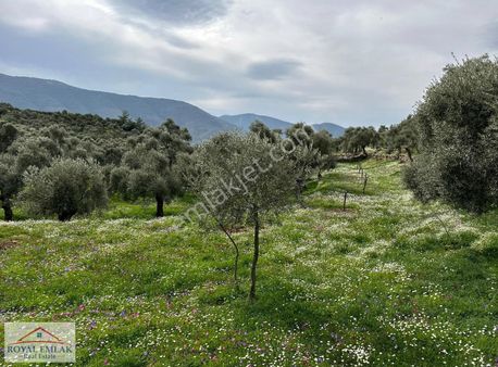Muğla Milas Şenköy Göl Manzaralı Satılık Zeytinlik