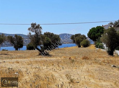 İzmir Aliağa Çakmaklı Rızai Taksim Yapılmış Hisseli Zeytinlik