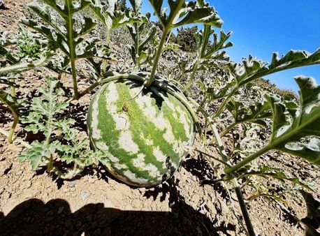 Menteşe Denizova'da Satılık Tarla
