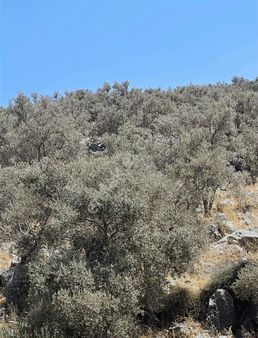 Akbaşlar'dan İçme Mahallesinde Geniş Zeytinlik