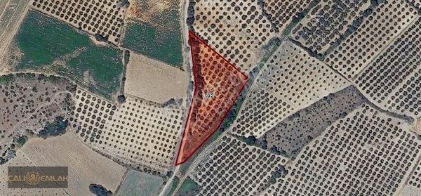 Bursa Karacabey Çavuş Köyünde Satılık Kelepir Tarla (zeytinlik)