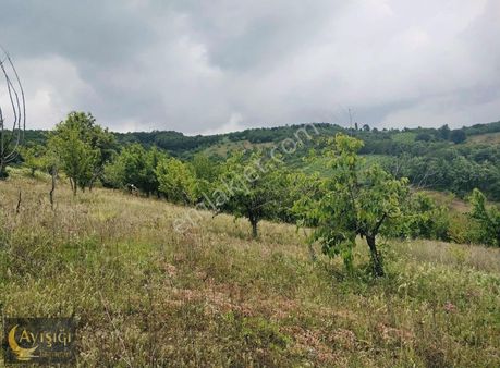Bursa İznik Tacir Köyünde 8.700m² Satılık Meyve Bahçesi