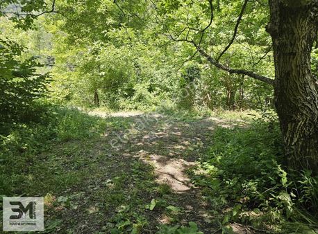 Geyve Belpinar 290 M2 Ceviz Bahçesi Resmi Yol Elektrik Su İmkanı