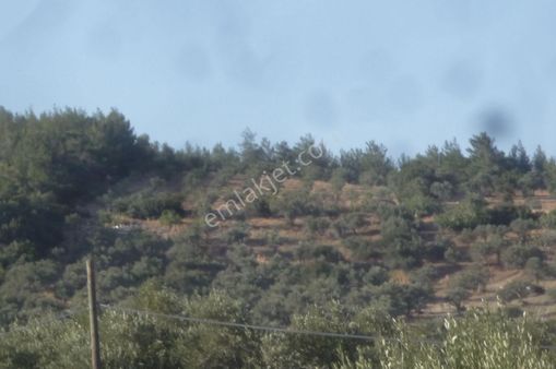 İzmir Torbalı Gold Emlaktan Saiplerde Satılık Zeytinlik