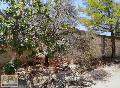 Afy'den Yapıntı'da Yola Yakın Evi Suyu Elektriği Olan Zeytinlik