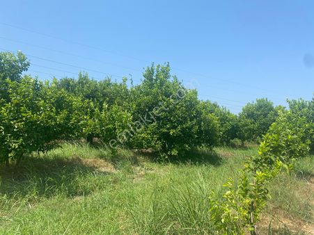 Eray Emlaktan Ortaca Yerbeleninde 1340m2 Satılık Tarla